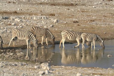 Etoşa Ulusal Parkı 'ndaki suda beyaz ve siyah bir zebranın güzel bir görüntüsü.