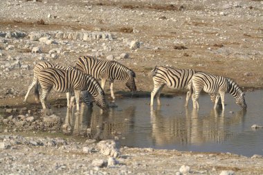 Zebra Etoşa Ulusal Parkı, Namibya 'daki su birikintisinden su içiyor.
