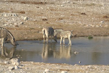 Afrika savanasında zebralar