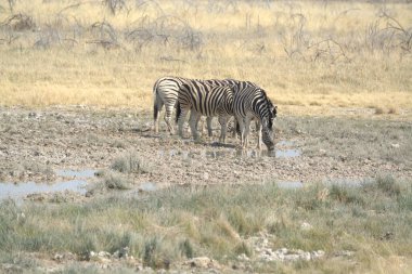 Savanadaki bir zebranın güzel bir görüntüsü.