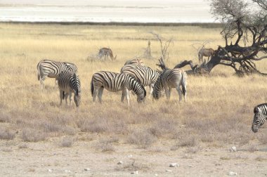 Namibya 'daki Etoşa Ulusal Parkı' nda zebralar.