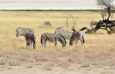 Namibya savanasında zebra