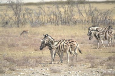 Afrika savanasında zebralar