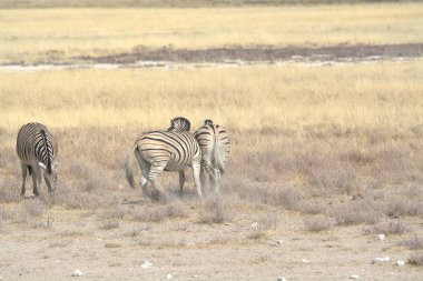 Zebra vahşi doğada