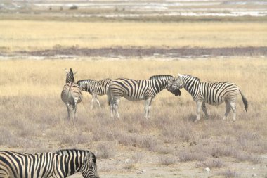 Bir zebra Kenya bozkırında zebra yiyor.