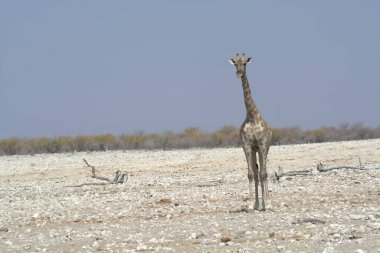 Etoşa 'da bir zürafa.