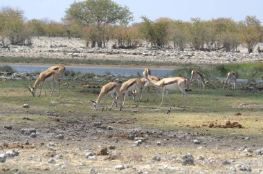 Güzel bir kuşla Afrika savanası