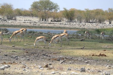 Bir kuş sürüsüyle güzel bir manzara