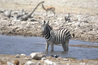 Sudaki zebra, Etoşa Ulusal Parkı, Namibya