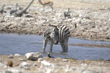 Afrika 'daki Namibya' daki Etoşa Ulusal Parkı 'nda bir zebra.