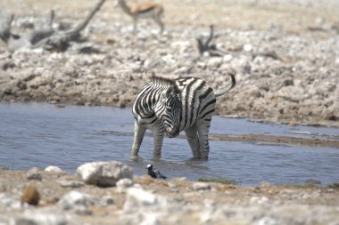 Afrika vahşi zebrası Etoşa Ulusal Parkı, Namibya, Afrika