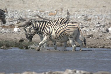 Sudaki zebra Namibya 'daki Etoşa Ulusal Parkı' nda