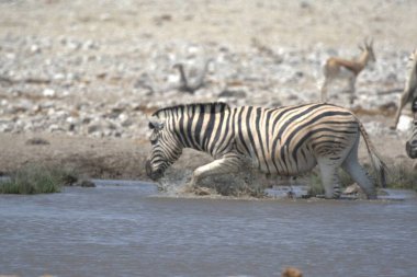 Suda beyaz bir zebra Namibya bozkırında