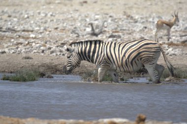 Afrika sütyenleri su birikintisinde, Ulusal Vahşi Yaşam Parkı 'nda.
