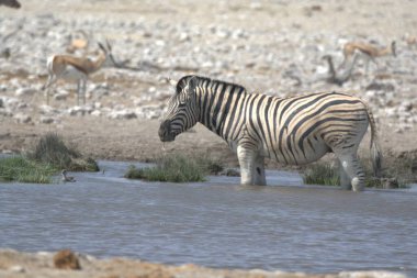 Sudaki su birikintisinde bir zebra.