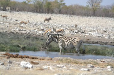 Etoşa Ulusal Parkı, Namibya, Afrika 'daki su birikintisinde beyaz zebra.