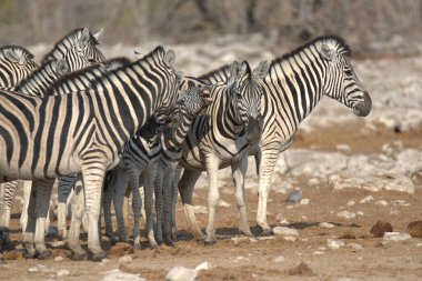 Zebra etkin ulusal park, Namibya