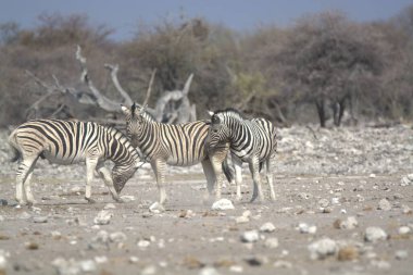 Etoşa namibya 'da zebra