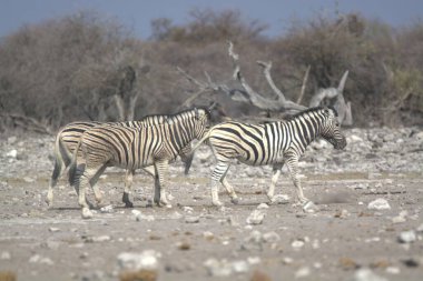 Zebralar etkin ulusal park, Namibya