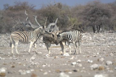 Etoşa Ulusal Parkı, Namibya 'da zebralar