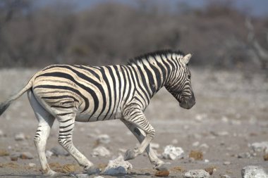 Afrika zebraları vahşi doğada