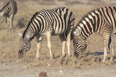 Afrika bozkırında zebra