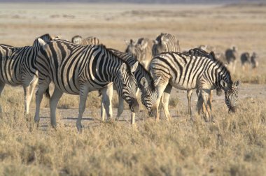 Etoşa Ulusal Parkı 'nda bir grup zebra.
