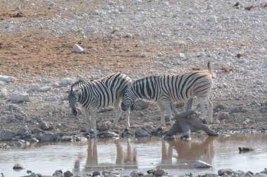 Sudaki zebra, etosha