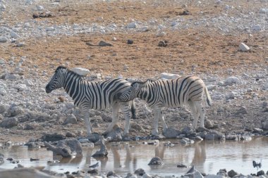 zebra in the etosha national park in namibia