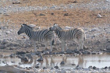 Zebra Namibya 'daki Etoşa Milli Parkı' nda