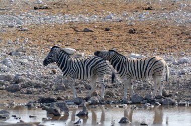 Zebralar suda.