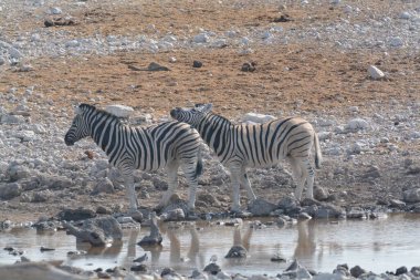 beyaz ve siyah zebra (panthera quata) içme suyu