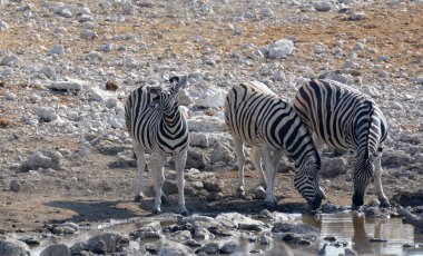Kenya bozkırında zebralar
