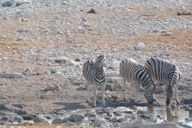 Etoşa Ulusal Parkı, Namibya 'da zebra