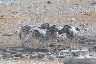 Afrika 'da, Namibya' da zebra