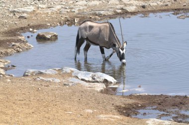 Sudaki bir zebranın yakın plan fotoğrafı.