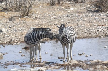 Zebra Namibya 'da Etoşa' da