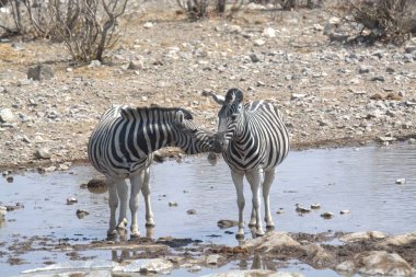 Su birikintisinde sevimli bir zebranın yakın plan fotoğrafı.