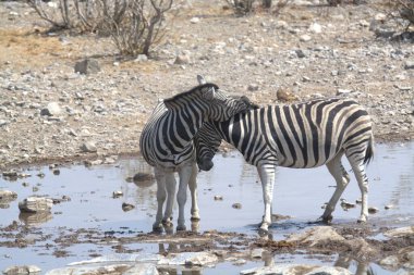 Etoşa Ulusal Parkı 'ndaki suda su içen bir zebra.