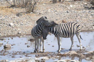 Kenya savanındaki Afrikalı sutyenler