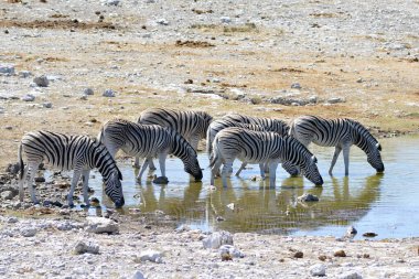 Afrika zebrası su birikintisinde su içiyor.
