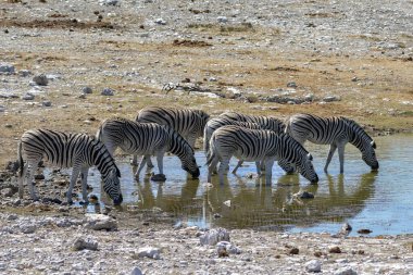 Afrika zebrası suda.
