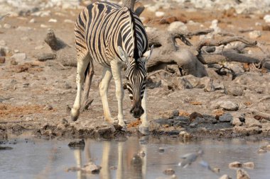 Afrika zebrası Namibya 'da Etoşa' da