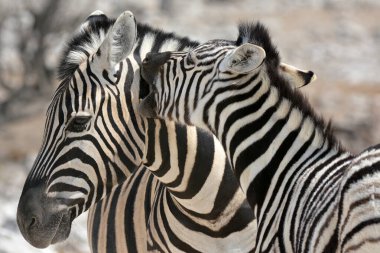 İki zebra vahşi doğada, Güney Afrika