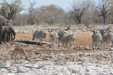 ziyarette200 Afrika fili