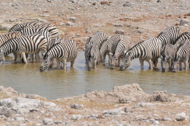 Namibya 'daki Etoşa Ulusal Parkı' ndaki su birikintisinden su içen bir grup zebra.