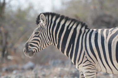 Zebra içinde belgili tanımlık vahşi, Afrika