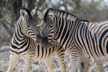 Kruger Ulusal Parkı 'nda kavga eden iki zebra.