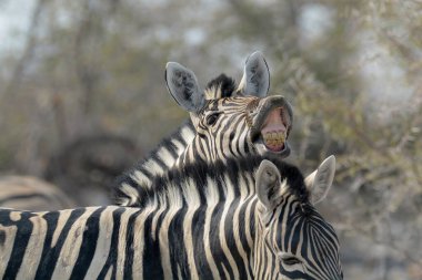 Bir zebranın ağzı açık güzel bir görüntüsü.