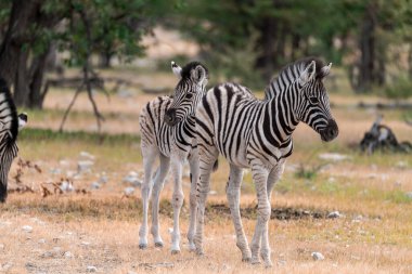 Güney Afrika 'daki Kruger Park' ta bir zebra.